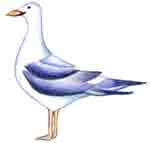 Seagull