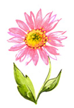 Pink Daisy Daisies Flowers BIT