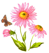 Pink Daisy Daisies with Butterfly