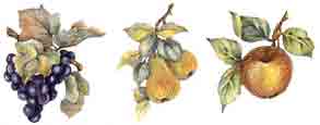 Fruit Grapes, Pears, Apple