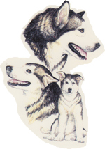 Dogs - Malamute