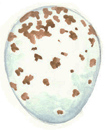 Blue Tit Bird-Egg