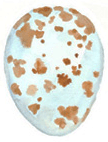 Coal Tit Bird-Egg