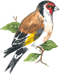 Gold Finch