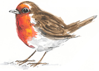 Robin Bird