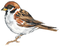 Sparrow Bird