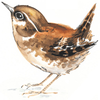 Wren Bird