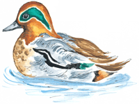 Teal Duck