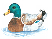 Mallard Duck