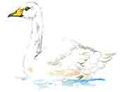 Bewick Swan