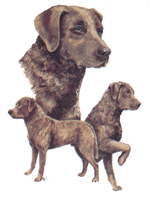 Dogs - Chesepeake Bay Retriever