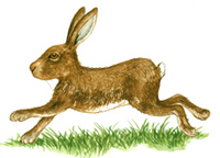 RUNNING RABBIT