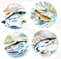 FISH SET 4 PIECE, SALMON, BROWN TROUT, SEA TROUT, RAINBOW TROUT