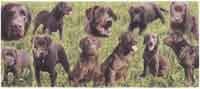 CHOCOLATE LABRADOR Collage WRAP