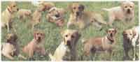 GOLDEN RETRIEVER Collage WRAP