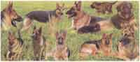 GERMAN SHEPHERD Collage WRAP