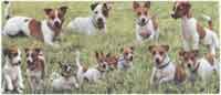JACK RUSSELL Collage WRAP