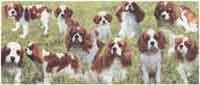 KING CHARLES SPANIEL Collage WRAP