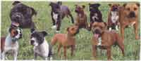 STAFFIE BULL TERRIER Collage WRAP