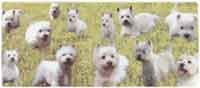 WESTIE Collage WRAP