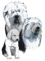 Dogs - Old English Sheepdog