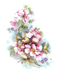 Wild Rose Sidespray