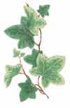 Ivy - Can be used on dark colors