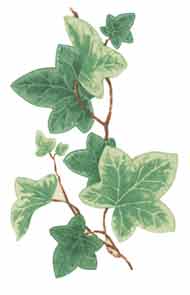 Ivy - Can be used on dark colors