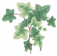 Ivy - Can be used on dark colors