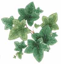 Ivy - Can be used on dark colors