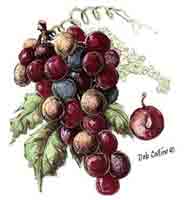 Grape