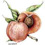 Peach