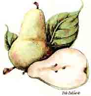 Pear