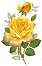 Roses - Yellow