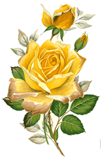 Roses - Yellow