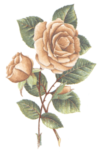 Roses - Mauve