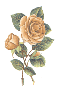 Roses - Mauve