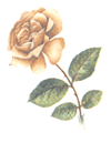 Roses - Mauve