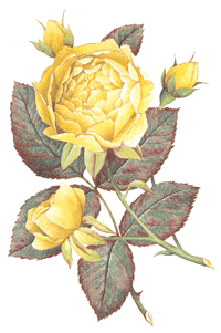 Roses - Yellow