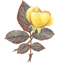 Roses - Yellow