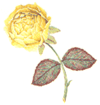 Roses - Yellow