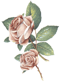 Roses - Pink