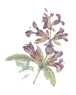 Spice Blooms - Salvia