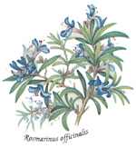 Spice Blooms - Rosemary