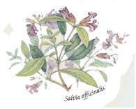 Spice Blooms - Salvia