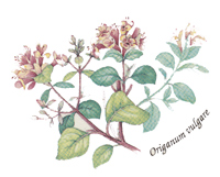 Spice Blooms - Oregano