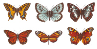 Butterflies Bits