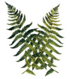 Fern