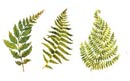 Ferns - 3 Pc. Set