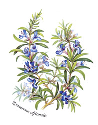 Spice Blooms - Rosemary